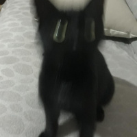 Soke, Kedi  Doris fotoğrafı