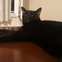 Soke, Kedi  Doris fotoğrafı