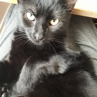 Soke, Kedi  Doris fotoğrafı
