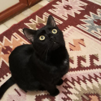 Soke, Kedi  Doris fotoğrafı