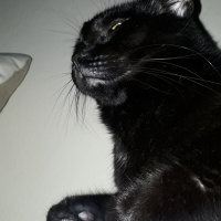 Soke, Kedi  Doris fotoğrafı