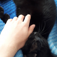 Soke, Kedi  Doris fotoğrafı