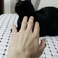 Soke, Kedi  Doris fotoğrafı