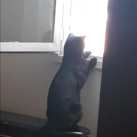 Soke, Kedi  Doris fotoğrafı
