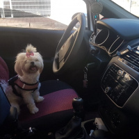 Shih Tzu, Köpek  Muffin  fotoğrafı