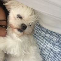 Shih Tzu, Köpek  Muffin  fotoğrafı
