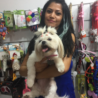 Shih Tzu, Köpek  Muffin  fotoğrafı