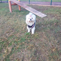 Shih Tzu, Köpek  Muffin  fotoğrafı