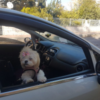 Shih Tzu, Köpek  Muffin  fotoğrafı