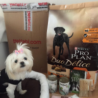 Shih Tzu, Köpek  Muffin  fotoğrafı