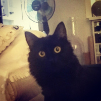Tekir Kedi, Kedi  Luna fotoğrafı