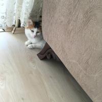 Chinchilla, Kedi  Prenses fotoğrafı