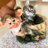 Tekir Kedi, Kedi  Çakıl fotoğrafı