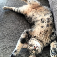 Tekir Kedi, Kedi  Pedro Almodovar Başavcı fotoğrafı