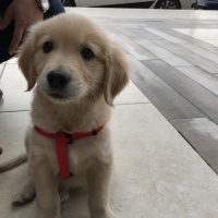 Golden Retriever, Köpek  Pablo fotoğrafı