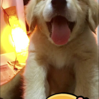Golden Retriever, Köpek  Pablo fotoğrafı