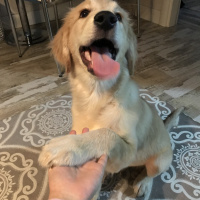 Golden Retriever, Köpek  Pablo fotoğrafı