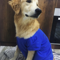 Golden Retriever, Köpek  Pablo fotoğrafı