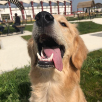 Golden Retriever, Köpek  Pablo fotoğrafı