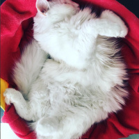 Ankara Kedisi, Kedi  Karmen Pedaru Başavcı fotoğrafı