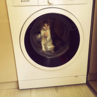 Tekir Kedi, Kedi  Markis fotoğrafı