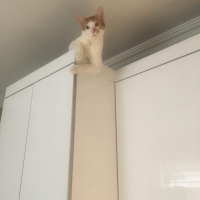 Tekir Kedi, Kedi  Markis fotoğrafı