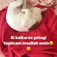 Tekir Kedi, Kedi  Limon fotoğrafı