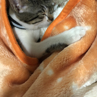 Tekir Kedi, Kedi  Defne fotoğrafı