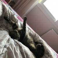 Tekir Kedi, Kedi  Ahlat fotoğrafı