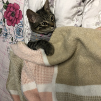 Tekir Kedi, Kedi  Ahlat fotoğrafı
