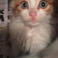 Sarman, Kedi  Omlet fotoğrafı