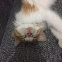 Sarman, Kedi  Omlet fotoğrafı