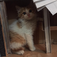 Sarman, Kedi  Omlet fotoğrafı