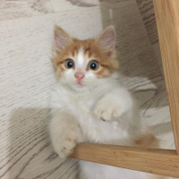 Sarman, Kedi  Omlet fotoğrafı