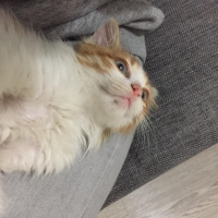 Sarman, Kedi  Omlet fotoğrafı
