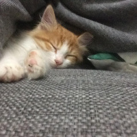 Sarman, Kedi  Omlet fotoğrafı