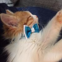Sarman, Kedi  Omlet fotoğrafı