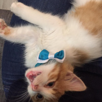 Sarman, Kedi  Omlet fotoğrafı
