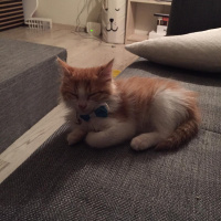 Sarman, Kedi  Omlet fotoğrafı