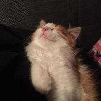 Sarman, Kedi  Omlet fotoğrafı