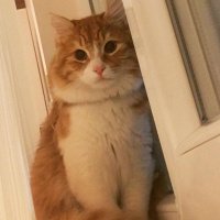 Sarman, Kedi  Çiko fotoğrafı
