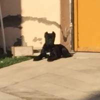 Cane Corso Italiano, Köpek  Margo fotoğrafı