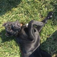 Cane Corso Italiano, Köpek  Margo fotoğrafı