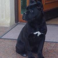 Cane Corso Italiano, Köpek  Margo fotoğrafı