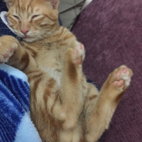 Sarman, Kedi  Tarçın fotoğrafı