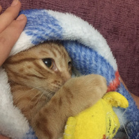 Sarman, Kedi  Tarçın fotoğrafı