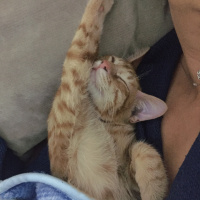 Sarman, Kedi  Tarçın fotoğrafı