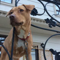 Amerikan Staffordshire Terrier, Köpek  Şans fotoğrafı
