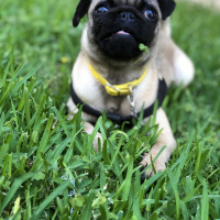 Pug, Köpek  Şil fotoğrafı