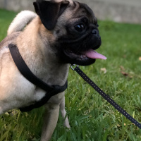 Pug, Köpek  Şil fotoğrafı